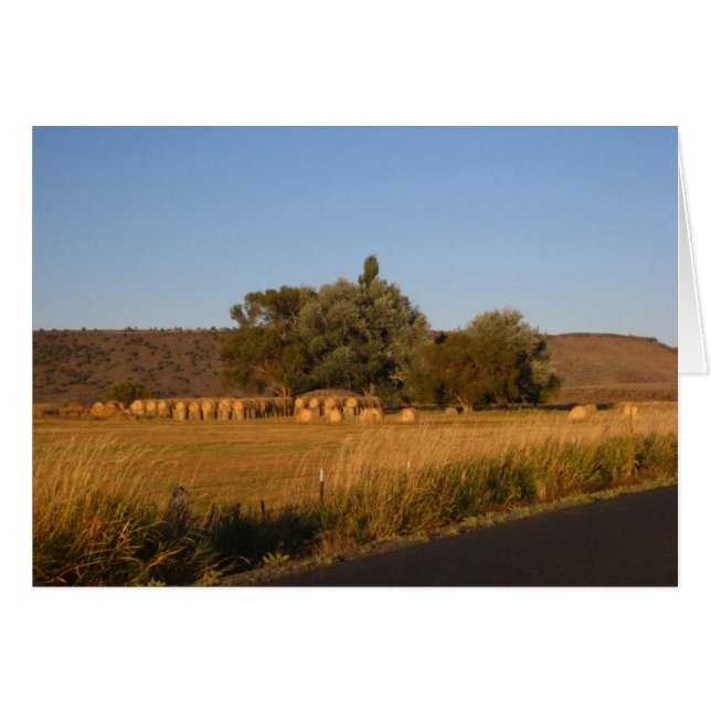 Hay (Voorkant Horizontaal)