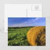 Hay Bales bij Bottineau North Dakota Briefkaart (Voorkant / Achterkant)