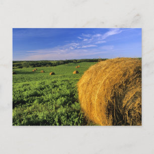 Hay Bales bij Bottineau North Dakota Briefkaart