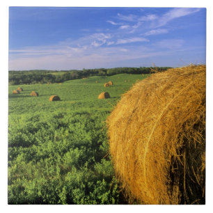 Hay Bales bij Bottineau North Dakota Tegeltje
