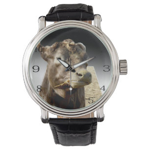 Hay Day: een bruine Koe Munching Moment in de Pop- Horloge