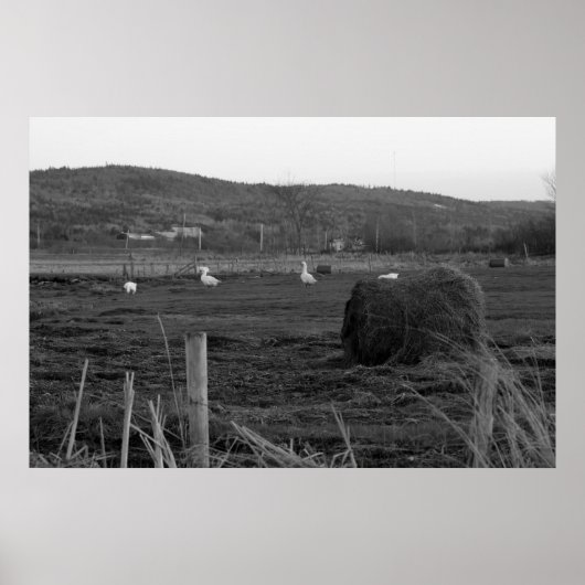 Hay Days afdrukken Poster (Voorkant)