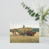 Haying in New England - 1900 Briefkaart (Staand voorkant)
