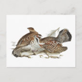 Hazel Grouse Briefkaart (Voorkant)