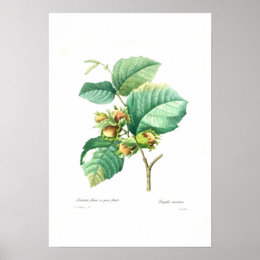 Hazelnoten Poster (Voorkant)