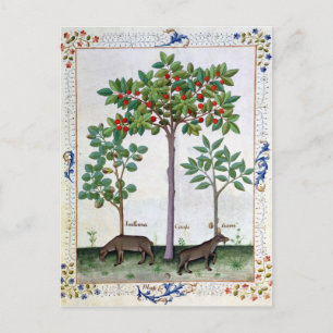 Hazelnoten Struik en Cherry tree Briefkaart