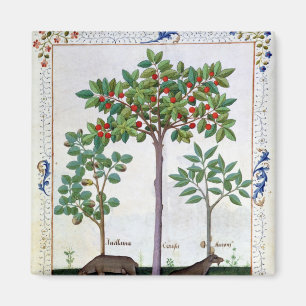 Hazelnoten Struik en Cherry tree Magneet