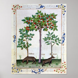 Hazelnoten Struik en Cherry tree Poster