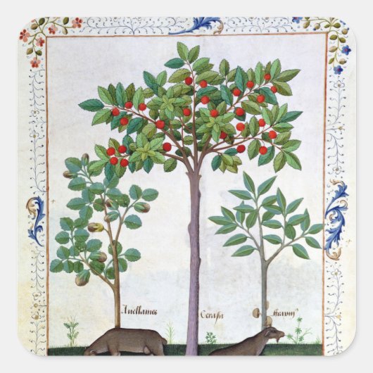 Hazelnoten Struik en Cherry tree Vierkante Sticker (Voorkant)