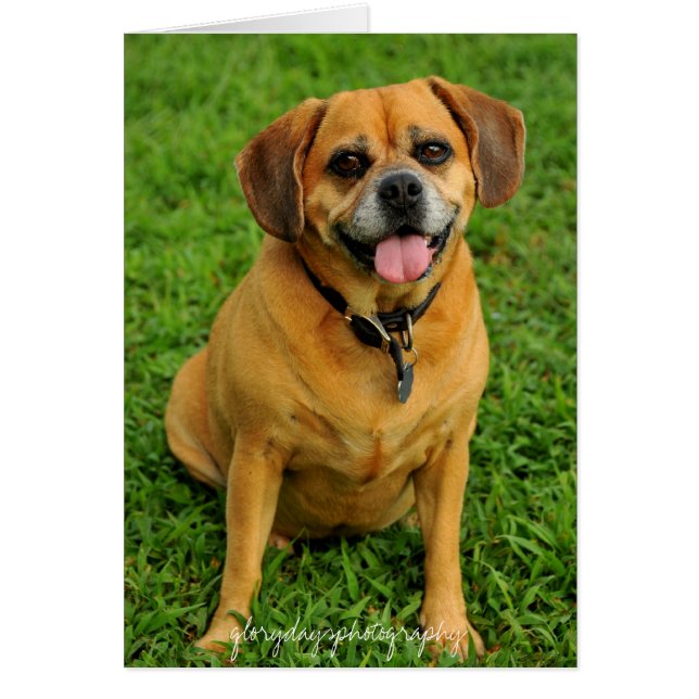 HCD_3984e, glorydaysphotography (Devant)