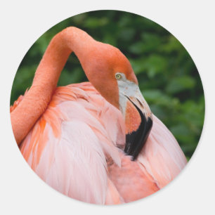 HDR Flamingo Bird Vods Wilde Foto's van de Foto's Ronde Sticker