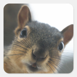 Hé daar. vierkante sticker