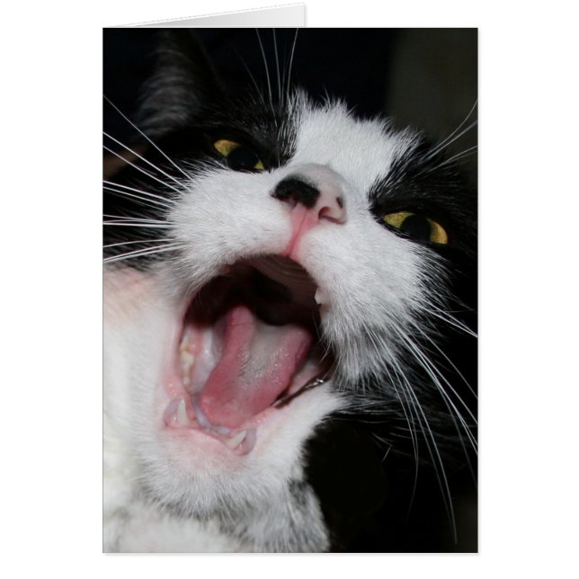 Hé, JE TE PARLE ! ! ! Crazy Cat (Devant)