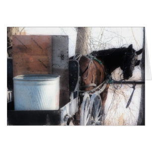 Hé, Orton Effect, Amish Horse