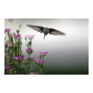Head First Hummingbird Foto Afdruk