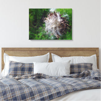 Head Of Bull Thistle  Canvas Afdruk