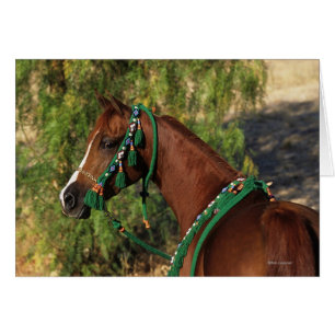 Headshot arabe de cheval avec le frein