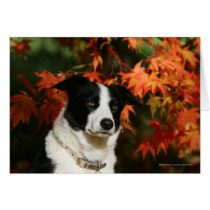 Headshot d'automne de border collie