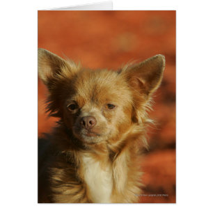 Headshot de chiot de chiwawa