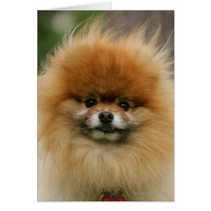 Headshot de Pomeranian regardant l'appareil-photo