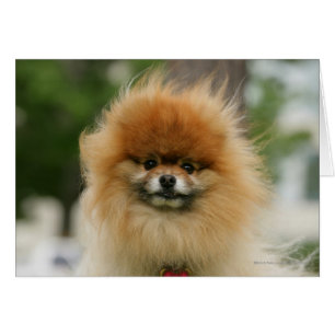 Headshot de Pomeranian regardant l'appareil-photo