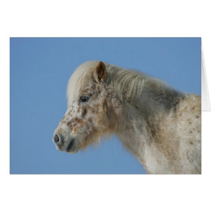 Headshot miniature de cheval