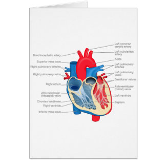 Heart_Anatomie