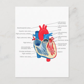 Heart_Anatomie Briefkaart