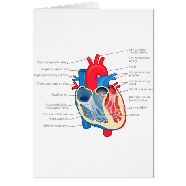 Heart_Anatomy (Devant)