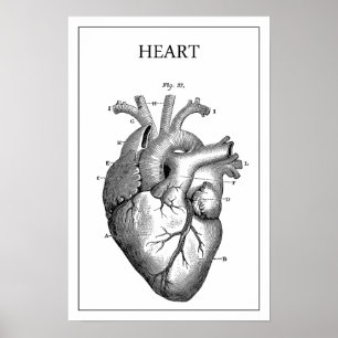 HEART ANATOMY  POSTER