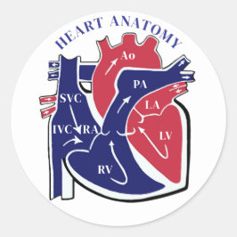 Heart Anatomy- Ronde Sticker