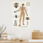 Heart and Arteries Human Anatomy Poster 24 X 36 (Cuisine)