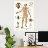 Heart and Arteries Human Anatomy Poster 24 X 36 (Bureau à domicile)