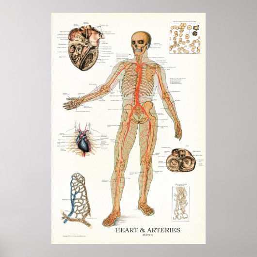 Heart and Arteries Human Anatomy Poster 24 X 36 (Devant)