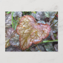 Heart Leaf Briefkaart