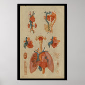 Heart Lungs Human Anatomy Print (Voorkant)
