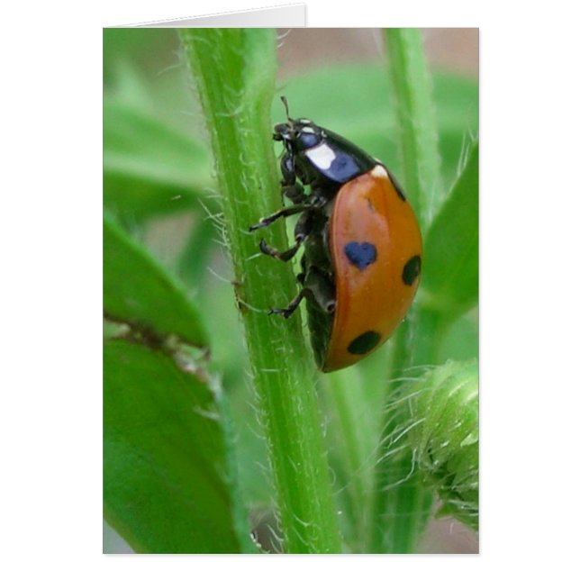 Heart my Lady (Voorkant)