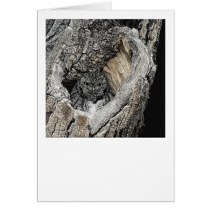 "Heart of San Pedro" — Screech Owl