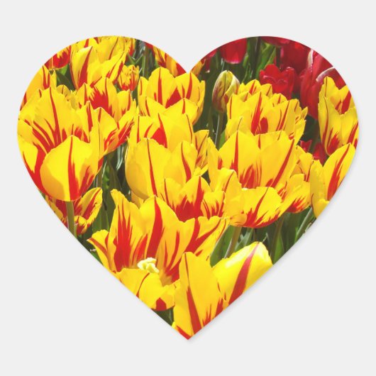 Heart Shaped stickers Tulp Flowers Spring sticker (Voorkant)