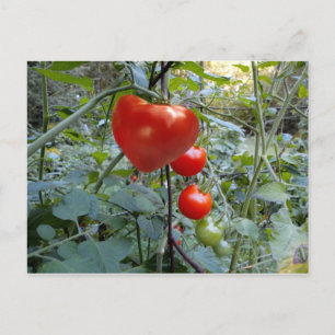 Heart Tomato Summer in New Hampshire Briefkaart