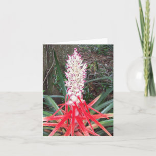 Hearts Of Flame Bromeliad
