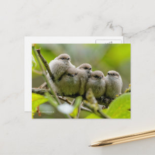 Heartwarming Cute Bushtits Songbird Family Foto Briefkaart