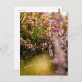 Heather Grouse Briefkaart Bloemen Natuur Herfst Ve (Voorkant / Achterkant)