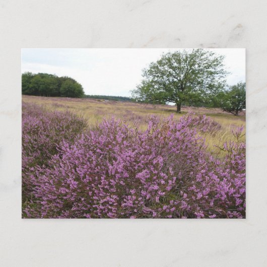 Heather Landscape DIY Briefkaart (Voorkant)