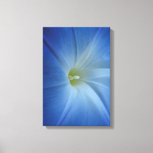 Heavenly Blue Morning Glory Flower Canvas Afdruk