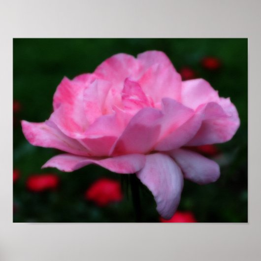Heavenly Pink Rose Flower Orton Art Poster (Voorkant)