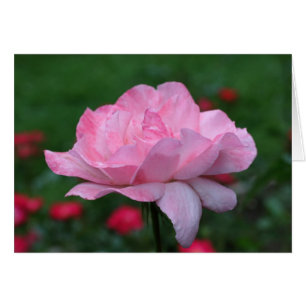 Heavenly Pink roze fotografiekaart