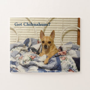 Heb Chihuahuas Puzzle Legpuzzel