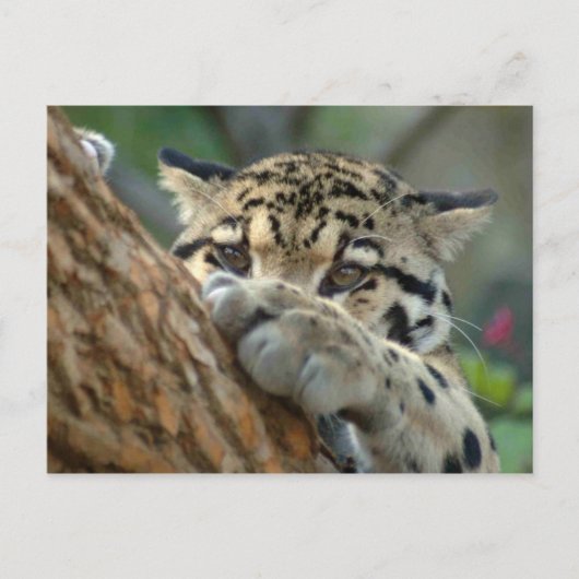 Heb ik het gekregen? briefkaart (Voorkant)