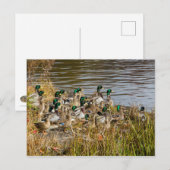Heb je Ducks? Briefkaart (Voorkant / Achterkant)